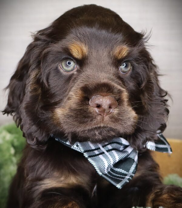[#2528-01]  - Chocolate M Cocker Spaniel Puppies For Sale