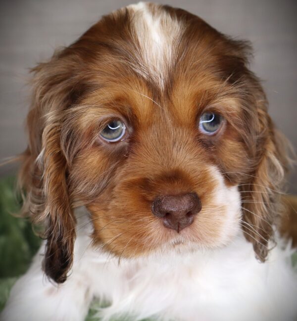 [#2528-03]  - Chocolate / Cream M Cocker Spaniel Puppies For Sale