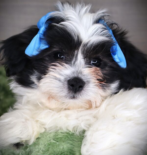 [#252937-04]  - Black / White F Teddy Bear Puppies For Sale