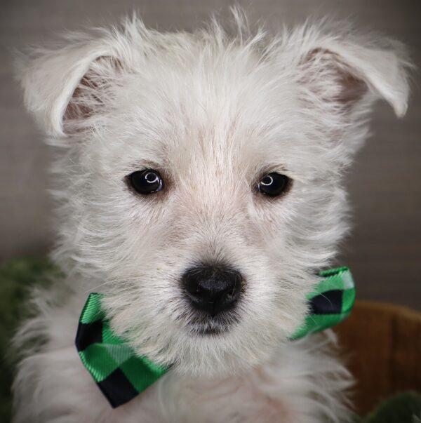 [#252987-01]  - White M West Highland White Terrier Puppies For Sale