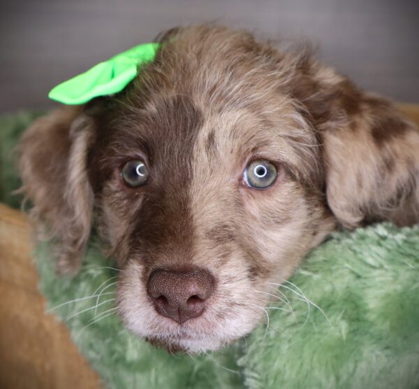 [#252989-06]  - Red Merle F Labradoodle Mini 2nd Gen Puppies For Sale