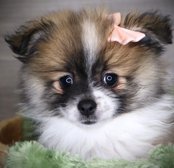 [#252990-04]  - Brown / White F Pomeranian Puppies For Sale
