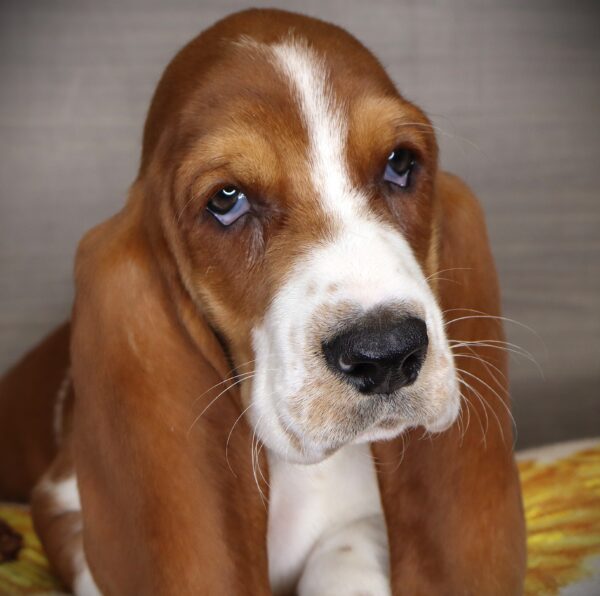 [#253024-06]  - Red / White F Basset Hound Puppies For Sale