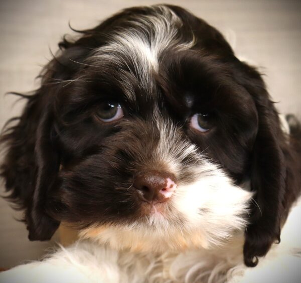 [#253083-03]  - Chocolate / White M Cock A Poo Puppies For Sale