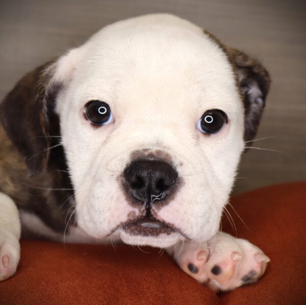 [#2525-06]  - Brindle / White F Bulldog/Bulldog Mini Puppies For Sale
