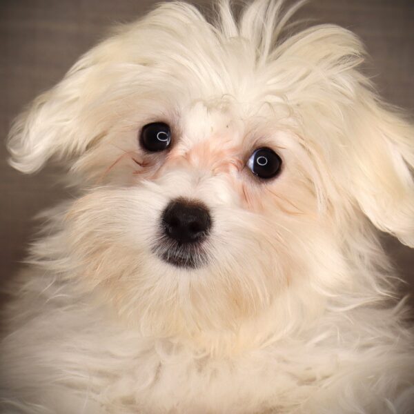 [#252611-04]  - White F Maltese Puppies For Sale