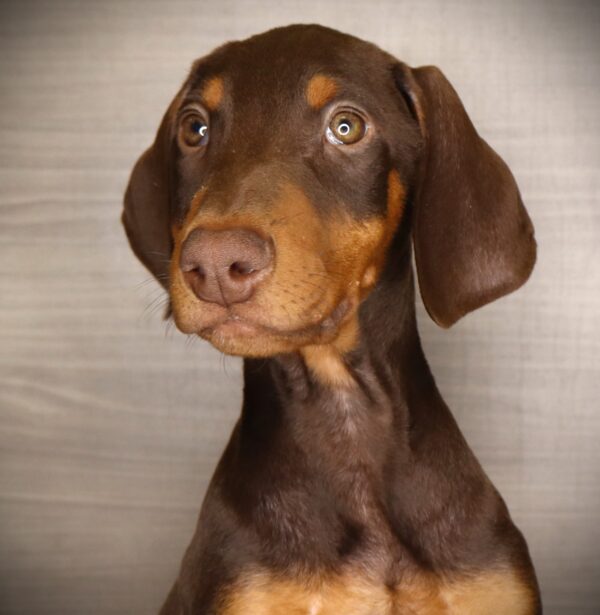 [#252621-06]  - Brown / Rust M Doberman Pinscher Puppies For Sale