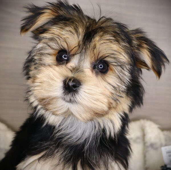 [#252680-03]  - Black / Tan F Morkie Puppies For Sale