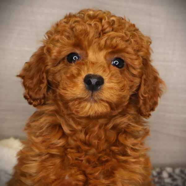 [#252689-03]  - Red M Poodle Puppies For Sale