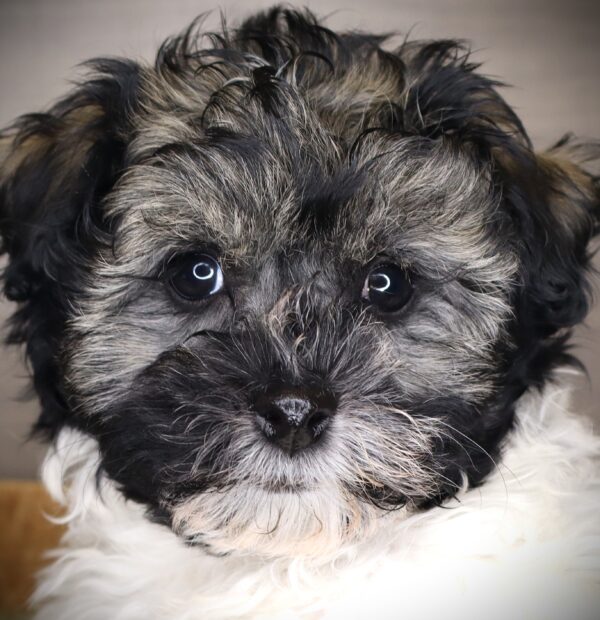 [#252731-02]  - White / Black M Havachon Puppies For Sale