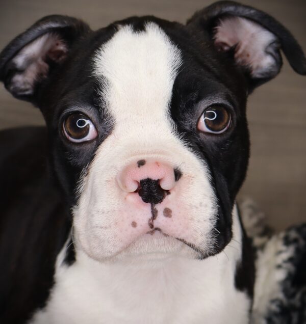 [#252751-04]  - Black / White M Boston Terrier Puppies For Sale