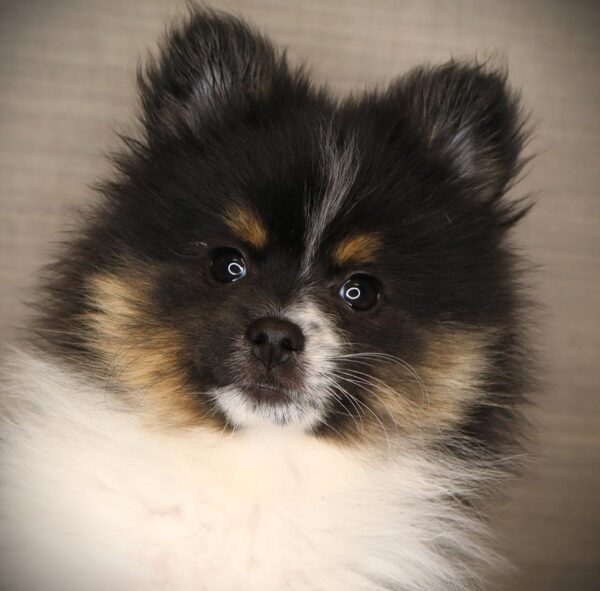 [#252792-03]  - Black / White F Pomeranian Puppies For Sale