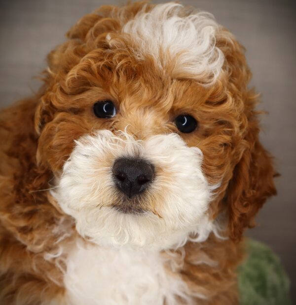 [#252828-07]  - Apricot / White F Goldendoodle Mini 2nd Gen Puppies For Sale