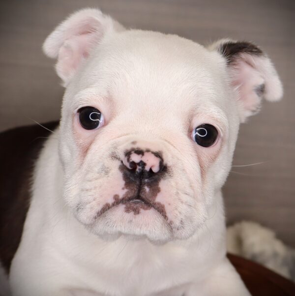 [#252831-01]  - Brindle / White F Boston Bulldog Puppies For Sale