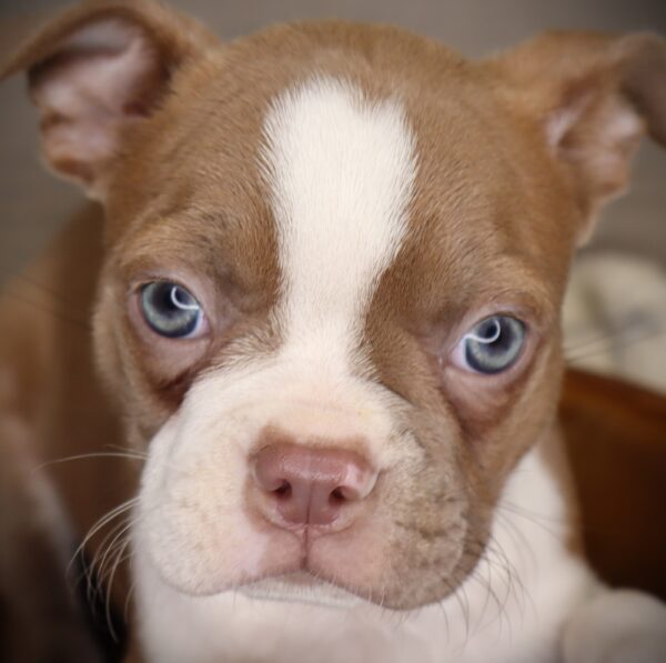 [#252832-03]  - Fawn / White F Boston Terrier Puppies For Sale