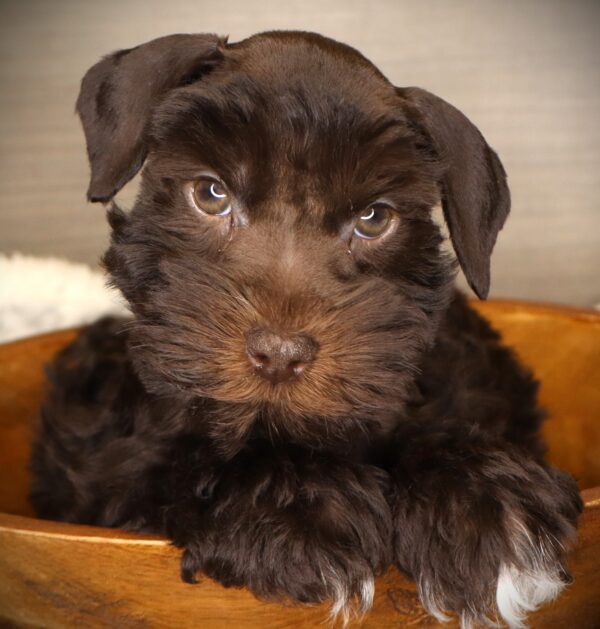 [#252911-02]  - Chocolate F Miniature Schnauzer Puppies For Sale