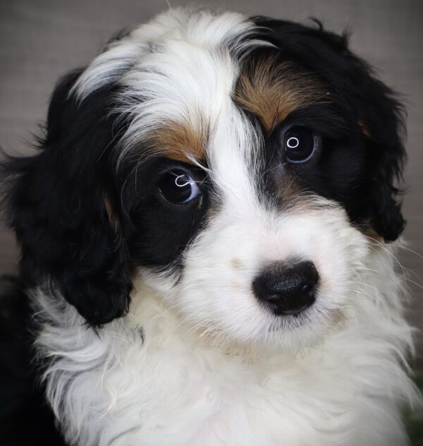 [#252788-03]  - Black M Aussiedoodle Mini Puppies For Sale