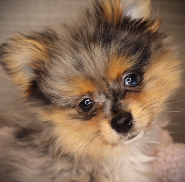 [#252791-03]  - Blue Merle F Pomeranian Puppies For Sale