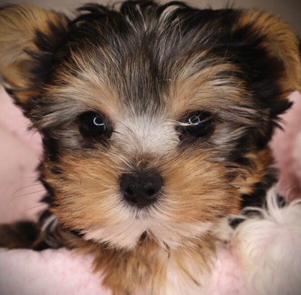 [#252802-01]  - Black / Tan M Yorkshire Terrier Puppies For Sale