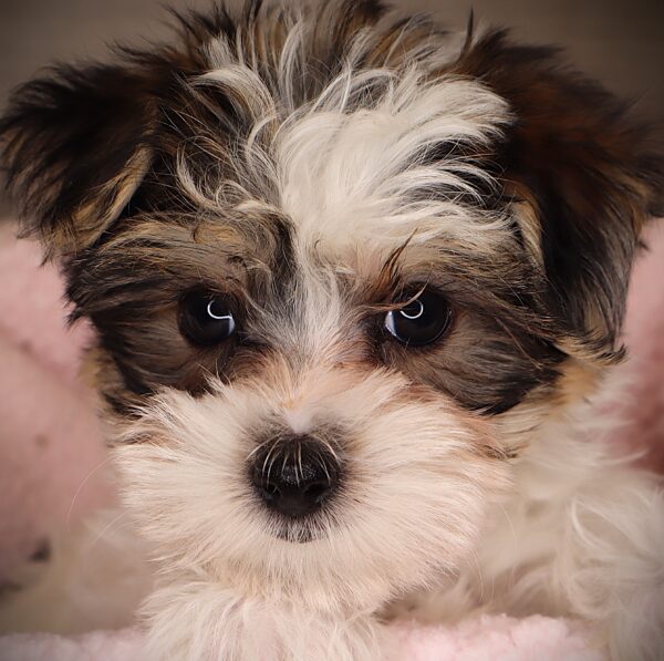 [#252803-02]  - F Morkie Puppies For Sale