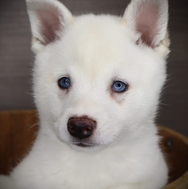 [#252817-02]  - White M Alaskan Klee Kai Puppies For Sale