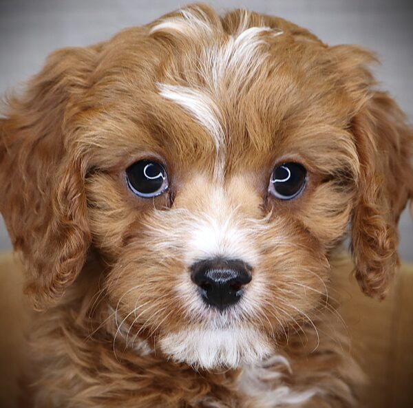 [#252834-02]  - Red / White M Cavapoo Puppies For Sale