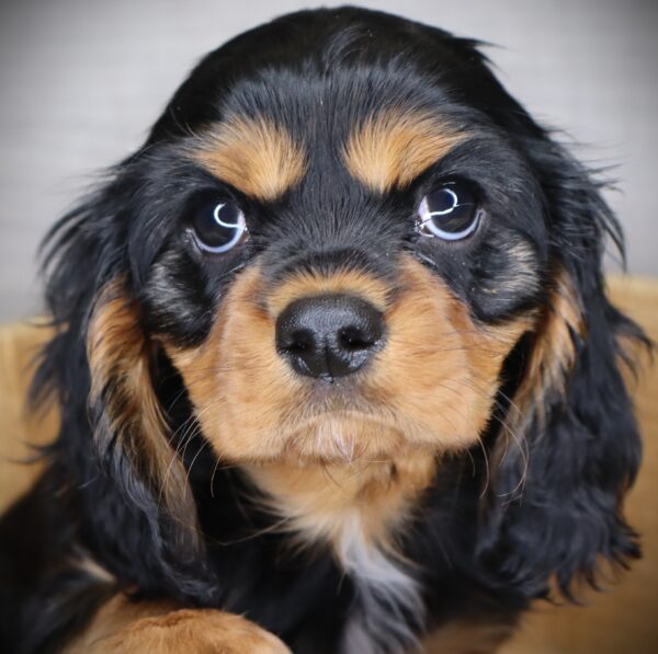 [#252837-01]  - Tri-Colored M Cavalier King Charles Spaniel Puppies For Sale