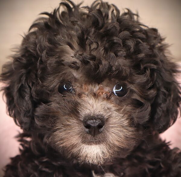 [#252841-02]  - Black F Poodle Puppies For Sale