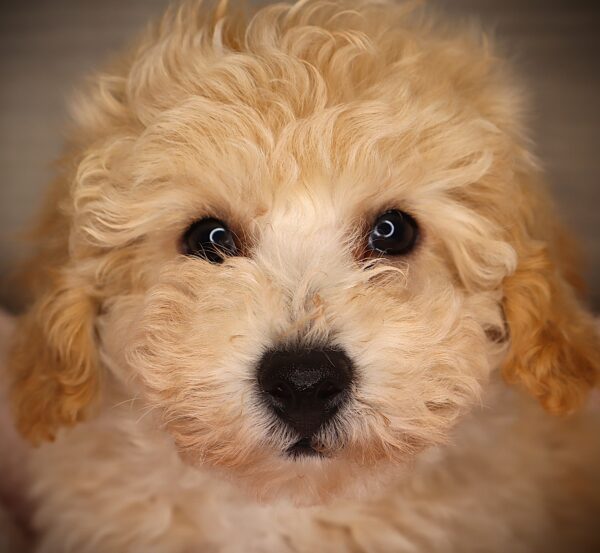 [#252843-02]  - Apricot M Bichapoo Puppies For Sale