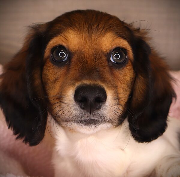 [#252845-03]  - White / Chocolate M Dachshund Puppies For Sale