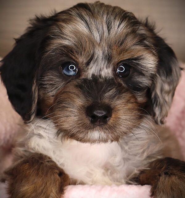 [#252847-01]  - Blue Merle / White M Goldendoodle Mini 2nd Gen Puppies For Sale