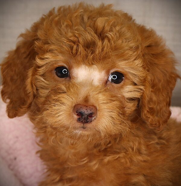 [#252847-05]  - Red F Goldendoodle Mini 2nd Gen Puppies For Sale