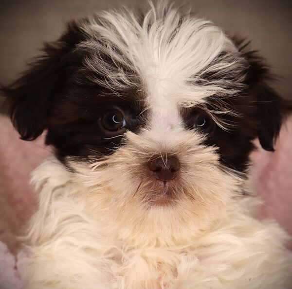 [#252863-05]  - Chocolate / White F Havanese Puppies For Sale