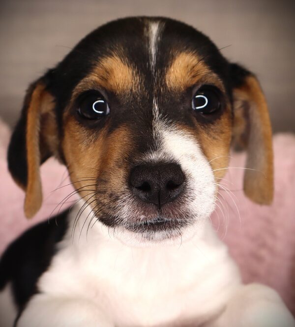 [#252879-02]  - Black M Jack Russell Terrier Puppies For Sale