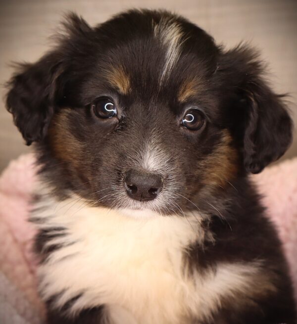 [#252917-06]  - Black / White F Australian Shepherd Puppies For Sale