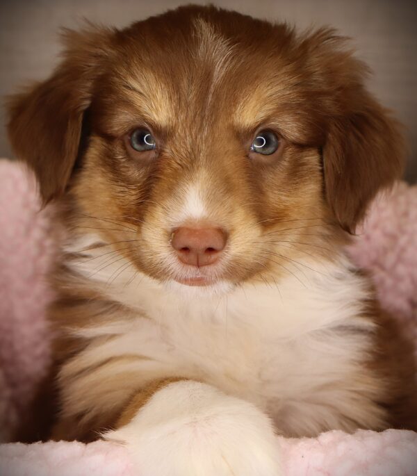 [#252918-04]  - Red / White F Miniature Australian Shepherd Puppies For Sale