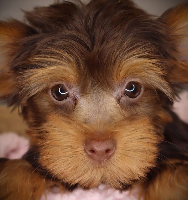 [#253128-03]  - Chocolate F Yorkshire Terrier Puppies For Sale