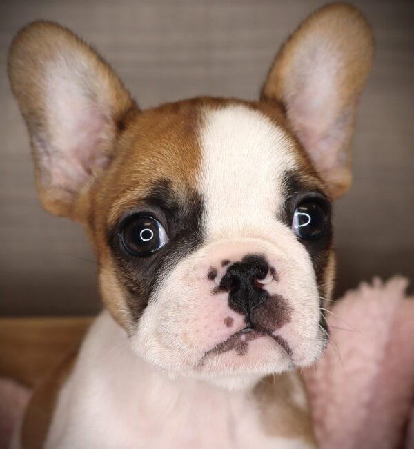 [#2529-01]  - Fawn / White M French Bulldog Puppies For Sale