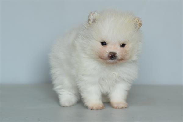 [#253074-03]  - White M Pomeranian Puppies For Sale