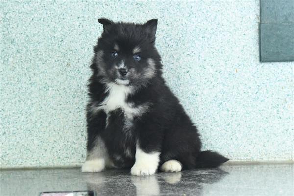 [#253134-08]  - Black / Tan F Pomsky Puppies For Sale