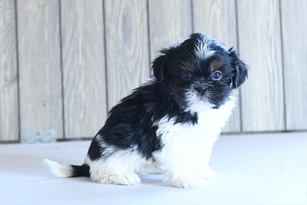 [#253333-01]  - Black White / Tan M Shih Tzu Puppies For Sale