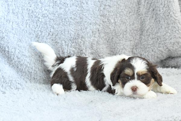 [#253253-02]  - Brown / White F Havatzu Puppies For Sale