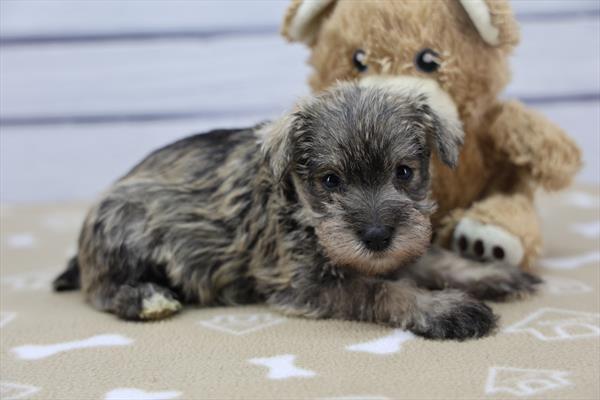 [#253241-04]  - Salt / Pepper F Miniature Schnauzer Puppies For Sale