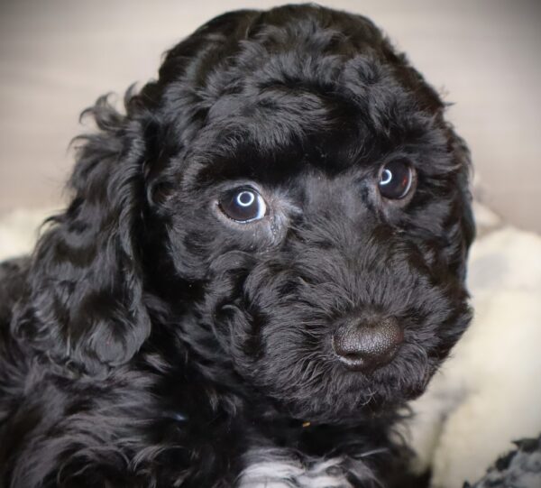 [#253125-02]  - Black / White M Yorkiepoo Puppies For Sale