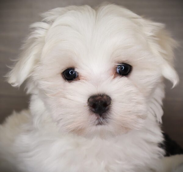 [#253106-01]  - White M Maltese Puppies For Sale