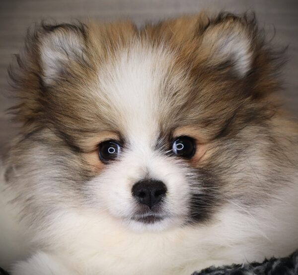 [#253028-02]  - White / Tan F Pomeranian Puppies For Sale
