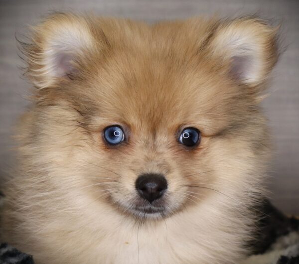 [#253027-02]  - Chocolate Merle F Pomeranian Puppies For Sale