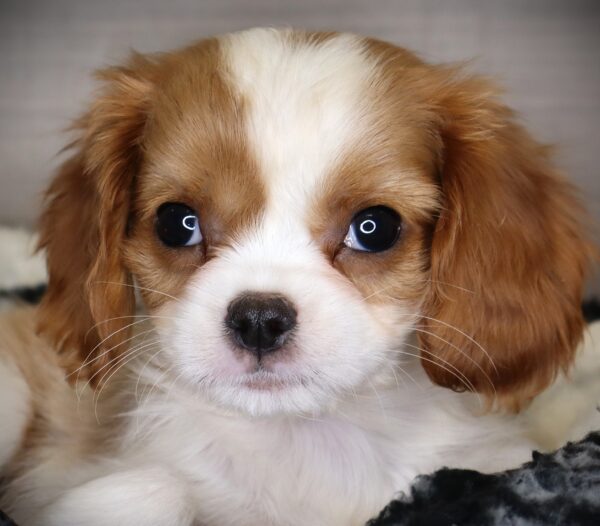[#253023-04]  - Blenheim F Cavalier King Charles Spaniel Puppies For Sale
