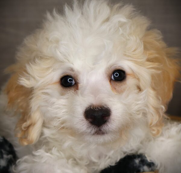 [#253015-05]  - White / Brown F Bichapoo Puppies For Sale