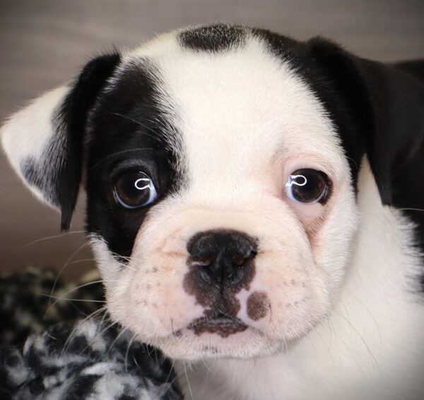 [#252995-04]  - Black / White M Frug Puppies For Sale